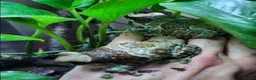 Frog reptiles for sale: Amazon milk frogs (froglets) - Advert 3