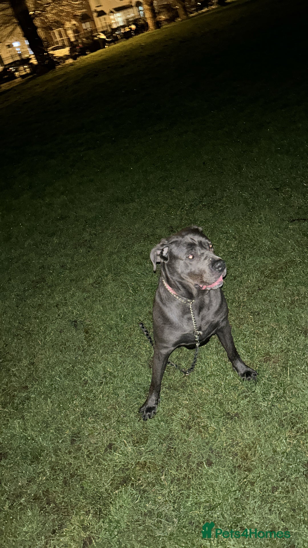 Cane Corso dogs for sale: Female Cane Corso - Advert 2