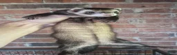 Ferret rodents for sale: Ferrets European polecat hob and polecat jill  - Advert 7