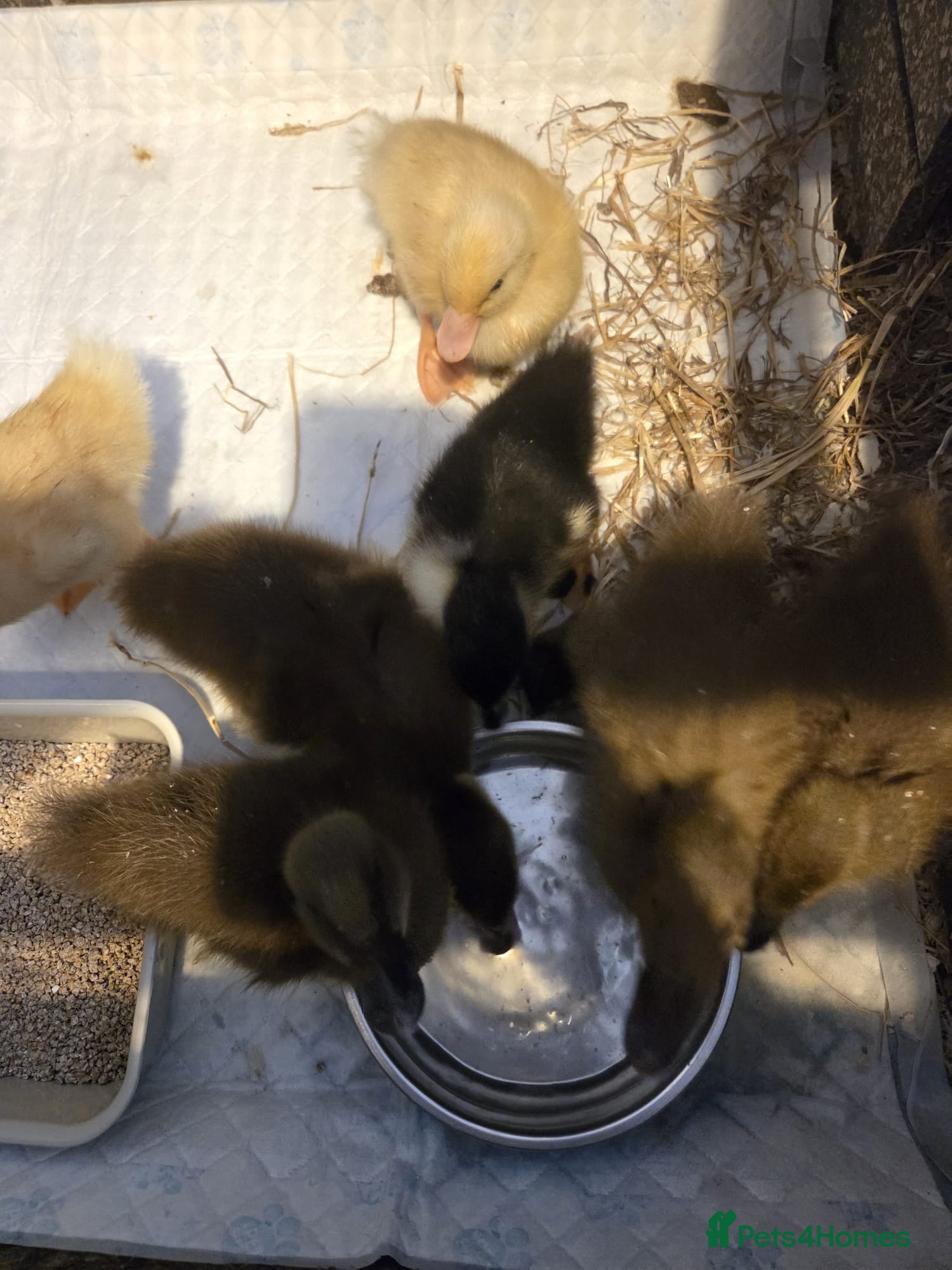Ducks poultry for sale: Mixed Breed Ducklings - Advert 3