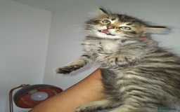 Ragdoll cats for sale: Kittens  - Image 6