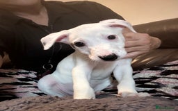 Mixed Breed dogs for sale: Lurcher x wiggy pups - Image 9