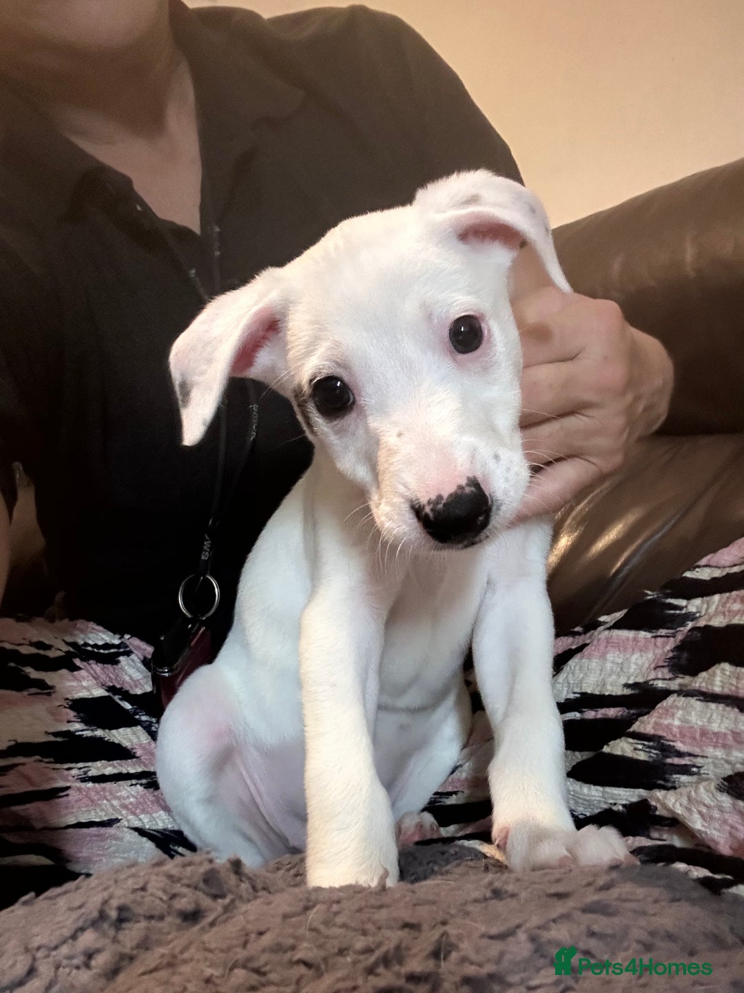Mixed Breed dogs for sale: Lurcher x wiggy pups - Image 9