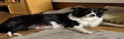 Border Collie dogs for sale: Stunning border collie pups - Advert 11