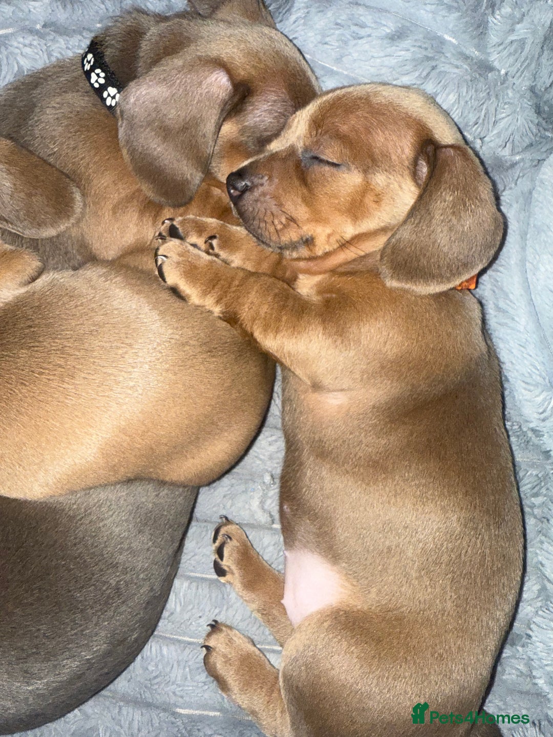 Mixed Breed dogs for sale: Adorable Baby Dachshund Puppies 💕🐾 in Cowdenbeath - Image 22