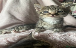 Mixed Breed cats for sale: Kittens for sale  - Image 2