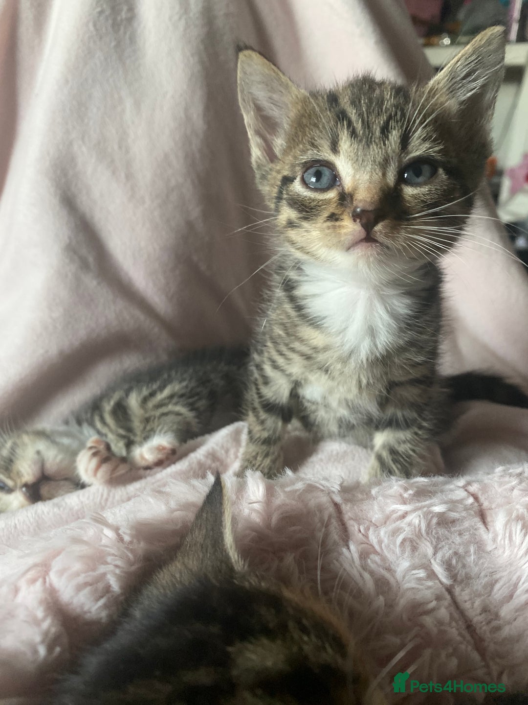 Mixed Breed cats for sale: Kittens for sale  - Image 2