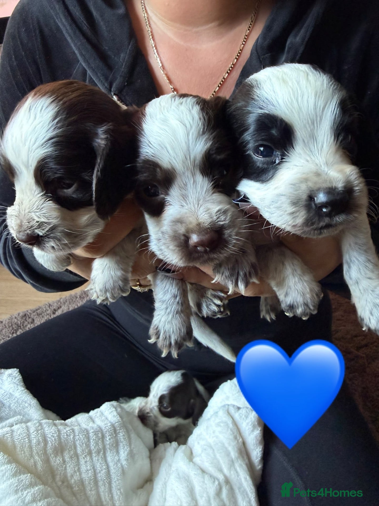 Sprocker dogs for sale: Puppy’s  - Advert 2