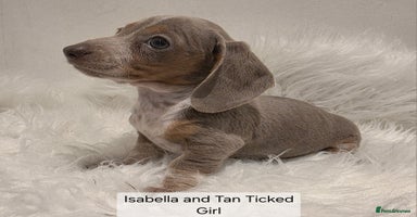 Miniature Dachshund dogs - Advert 3