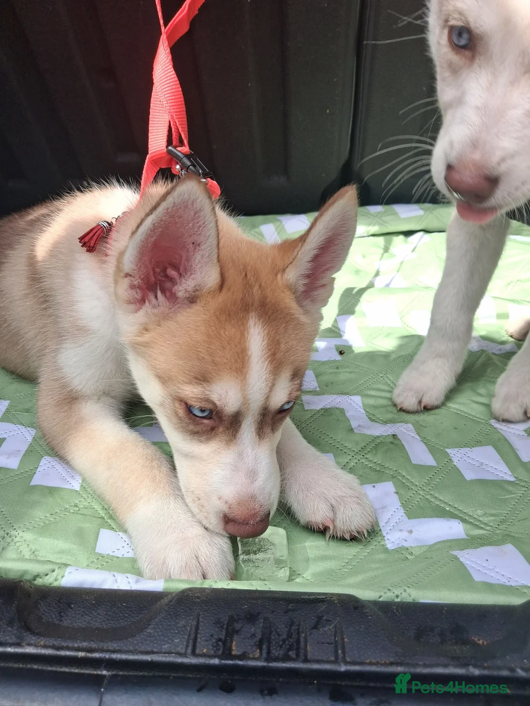 Siberian Husky dogs for sale: Husky puppies ready to leave now  - Advert 2