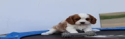 Cavachon dogs for sale: Beautiful Cavachon puppies for sale - Advert 13
