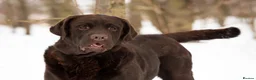 Labrador Retriever dogs for stud: CANEK (MEX IMP) CHOCOLATE LABRADOR STUD - Advert 3