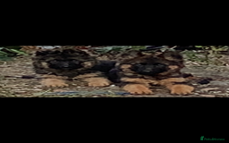 German Shepherd dogs for sale: German shepherd puppies for sale  - Image 3
