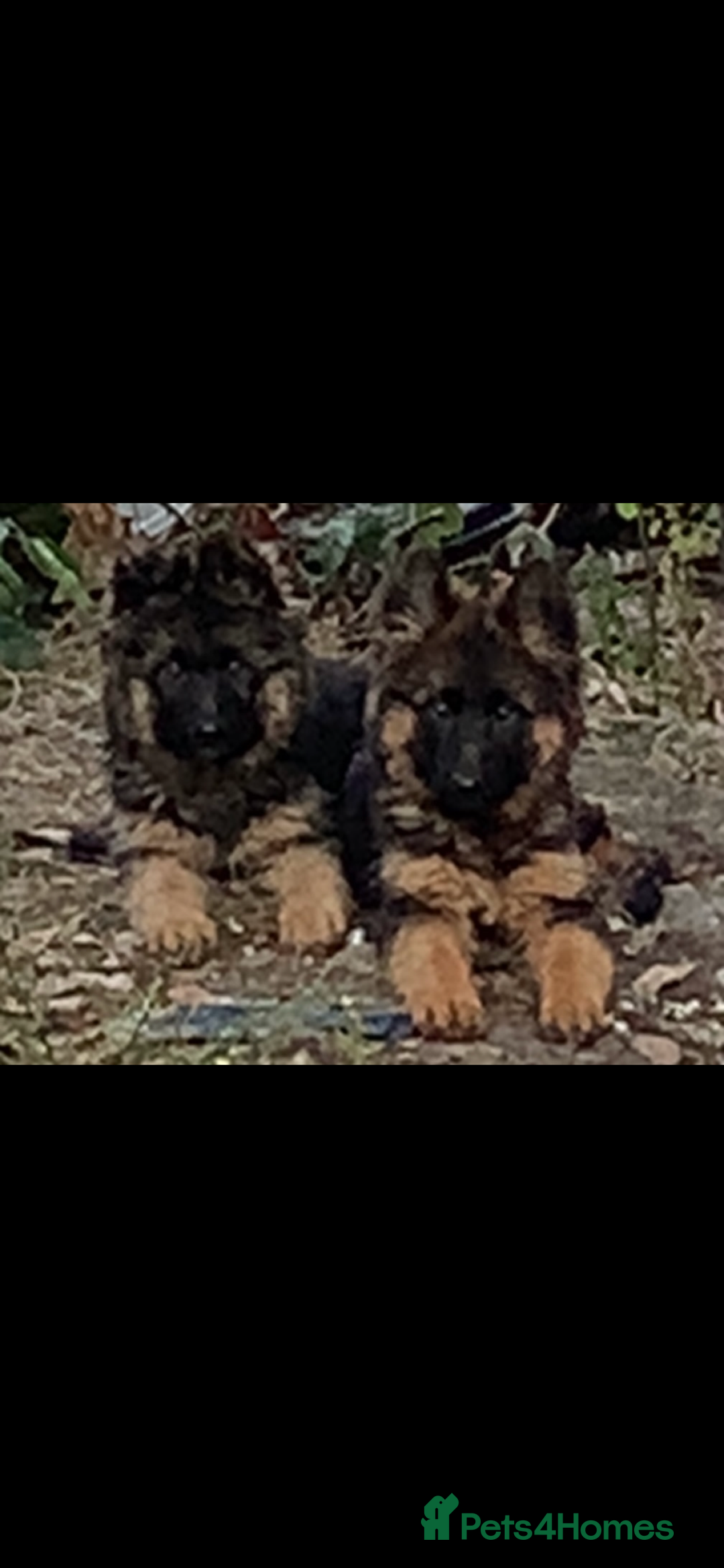 German Shepherd dogs for sale: German shepherd puppies for sale  - Image 3