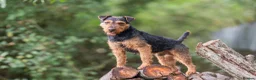 Lakeland Terrier dogs for stud: Exceptional Black and Tan Lakeland Stud in Newark - Advert 2