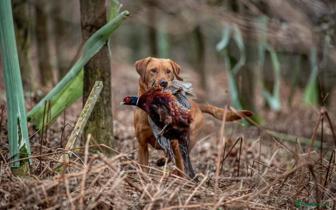 Labrador Retriever dogs for stud: Beautiful fox red labrador available to stud  in Durham - Image 2