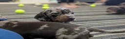 Dachshund dogs for sale: Gorgeous Smooth-Haired Dachshund Puppies - Advert 29