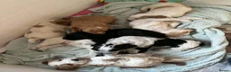 Cockapoo dogs for sale: Beautiful Cockerpoo Puppies.  - Advert 10