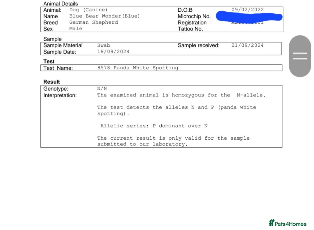 German Shepherd dogs for stud: PROVEN KC REG STRAIGHT BACK BLUE BICOLOUR in Redditch - Advert 12