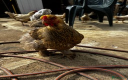 Chickens poultry for sale: Whole Laying Hen Flock for Sale, chicks, hens. - Image 15