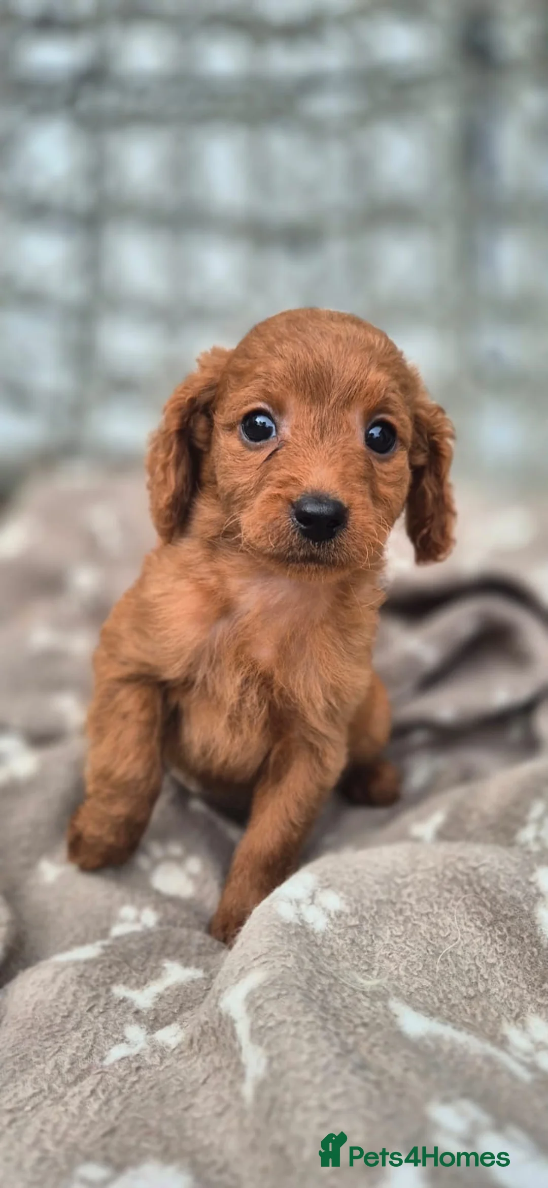 Goldendoodle dogs for sale: Golden Doodles (miniatures) - Advert 19