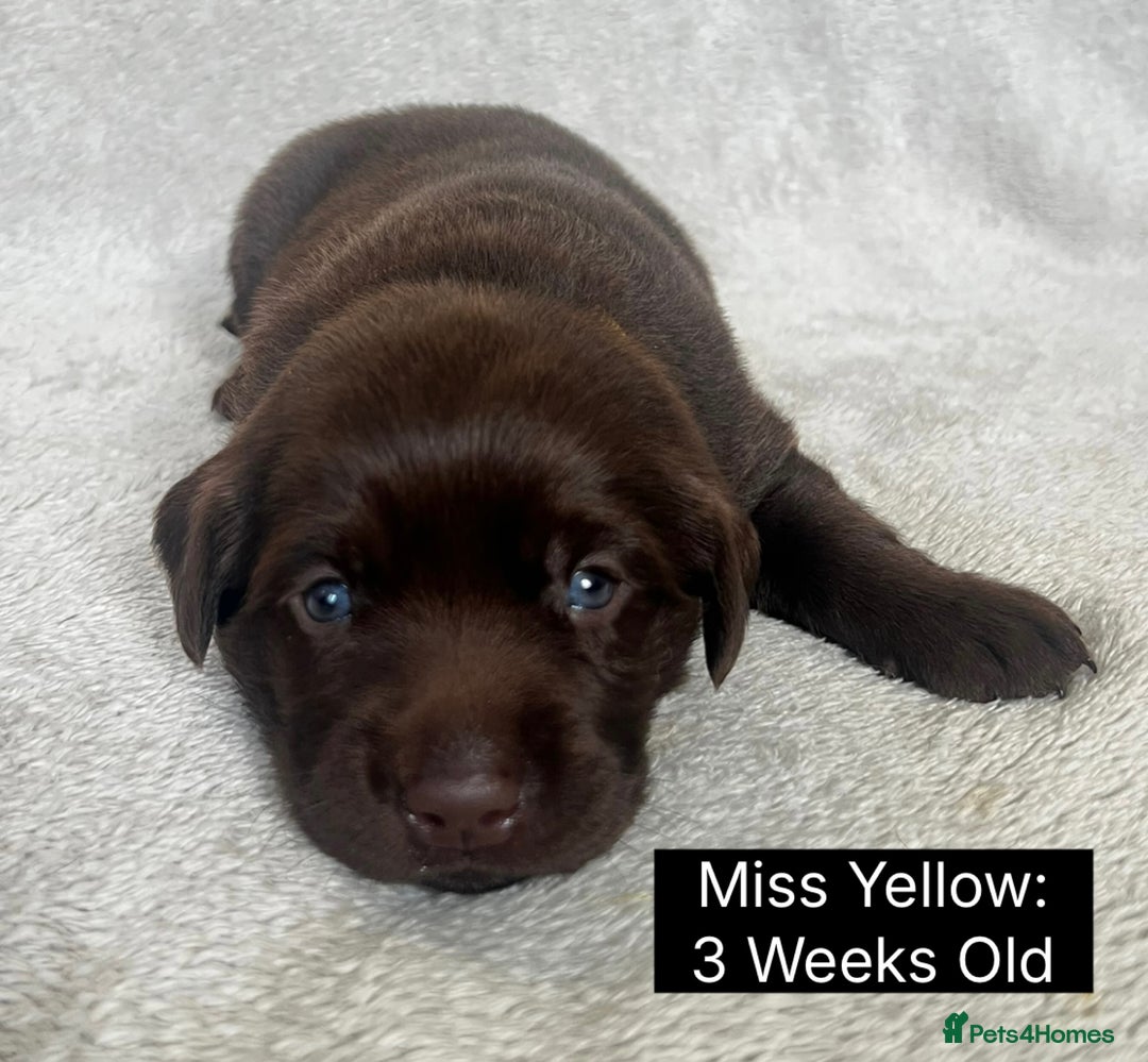 Labrador Retriever dogs for sale: 🖤🤎Superb, Kc Reg, Health Tested, Lab Pups🤎🖤 - Advert 22