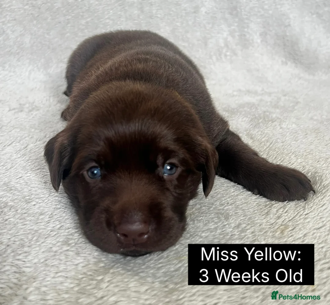 Labrador Retriever dogs for sale: 🖤🤎Superb, Kc Reg, Health Tested, Lab Pups🤎🖤 - Advert 23