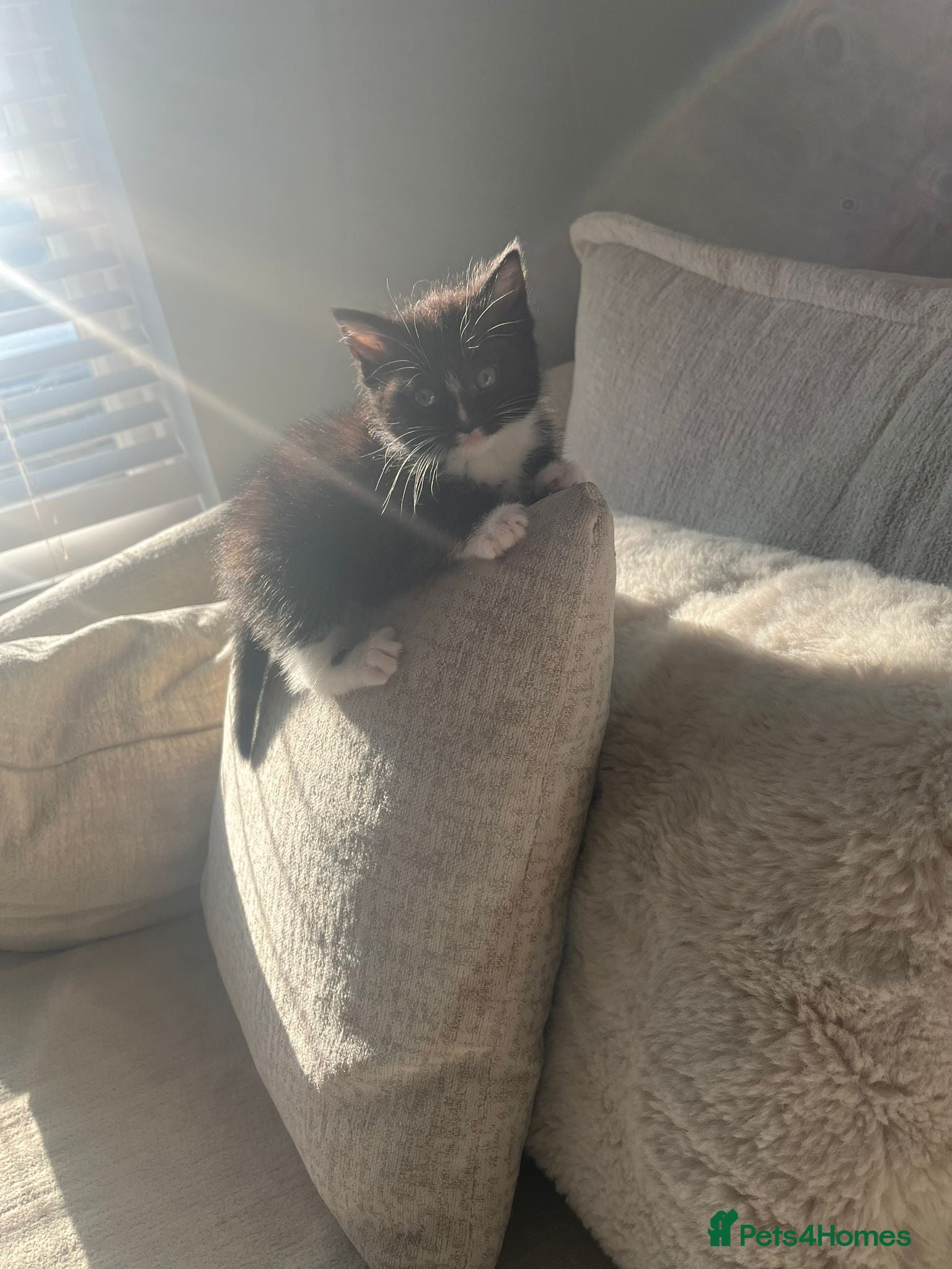 British Shorthair cats Black and white kitten - Advert 1