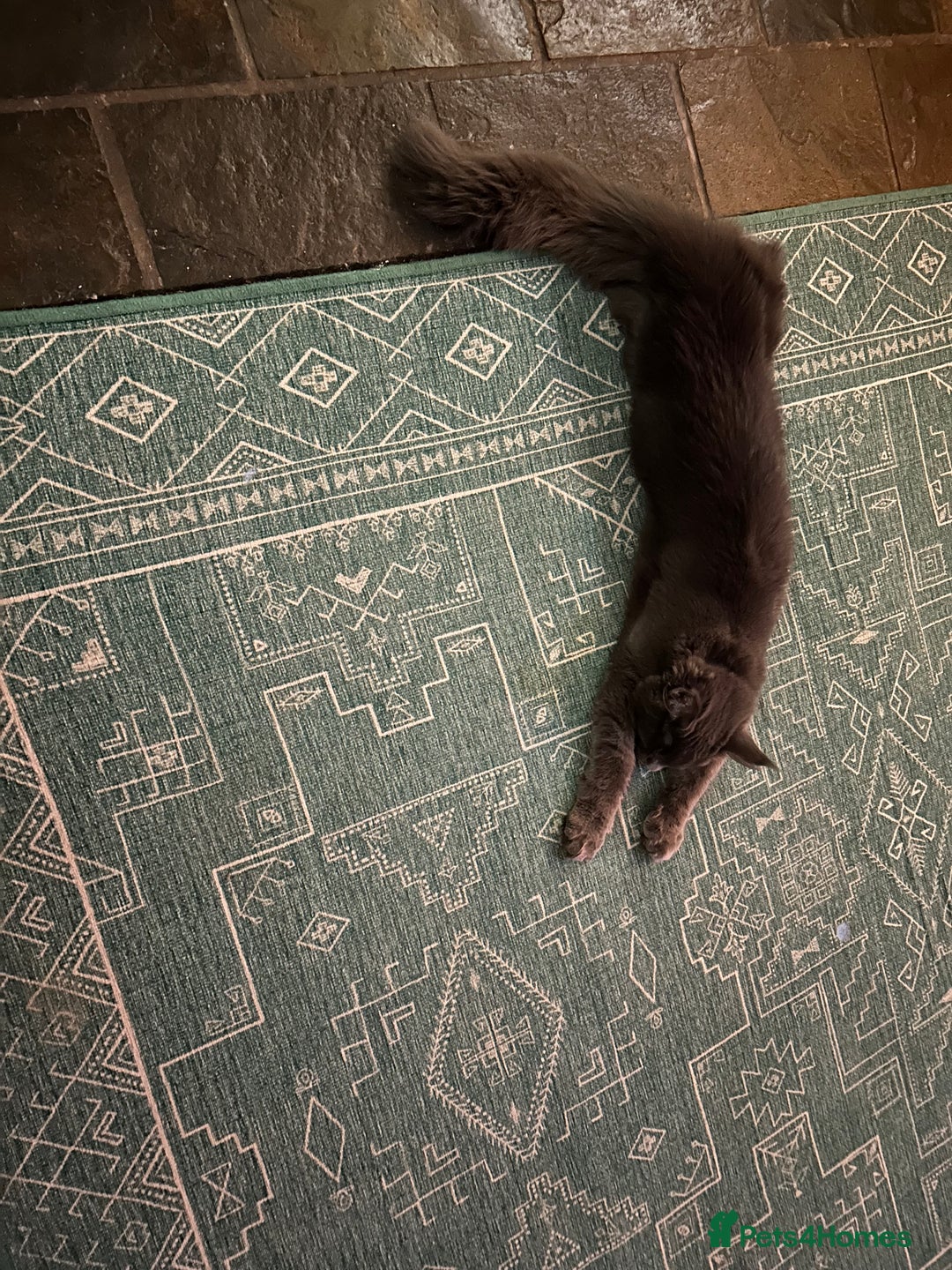 Maine Coon cats for sale: Gccf MaineCoon Kitten Exceptional Russian Lines 🌟 - Advert 9