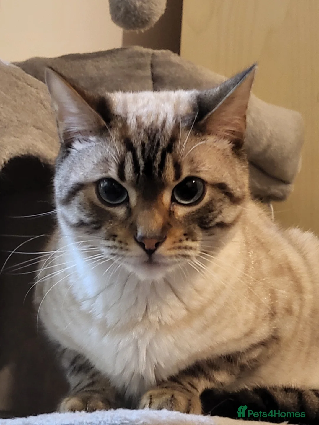 Bengal cats for sale: 2 Bengal Boys - Advert 4