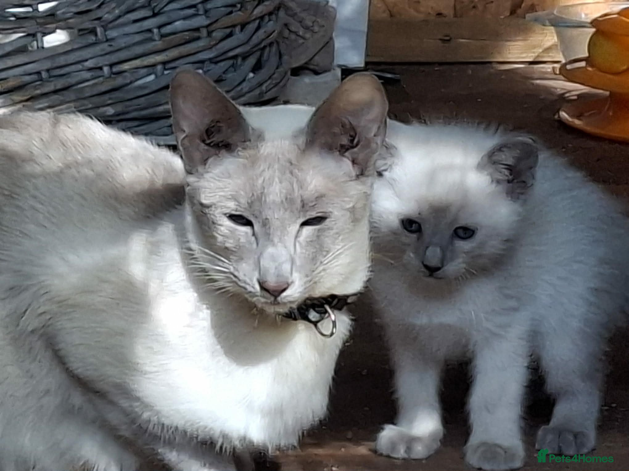 Siamese cats Absolutely Exceptional  - Advert 1