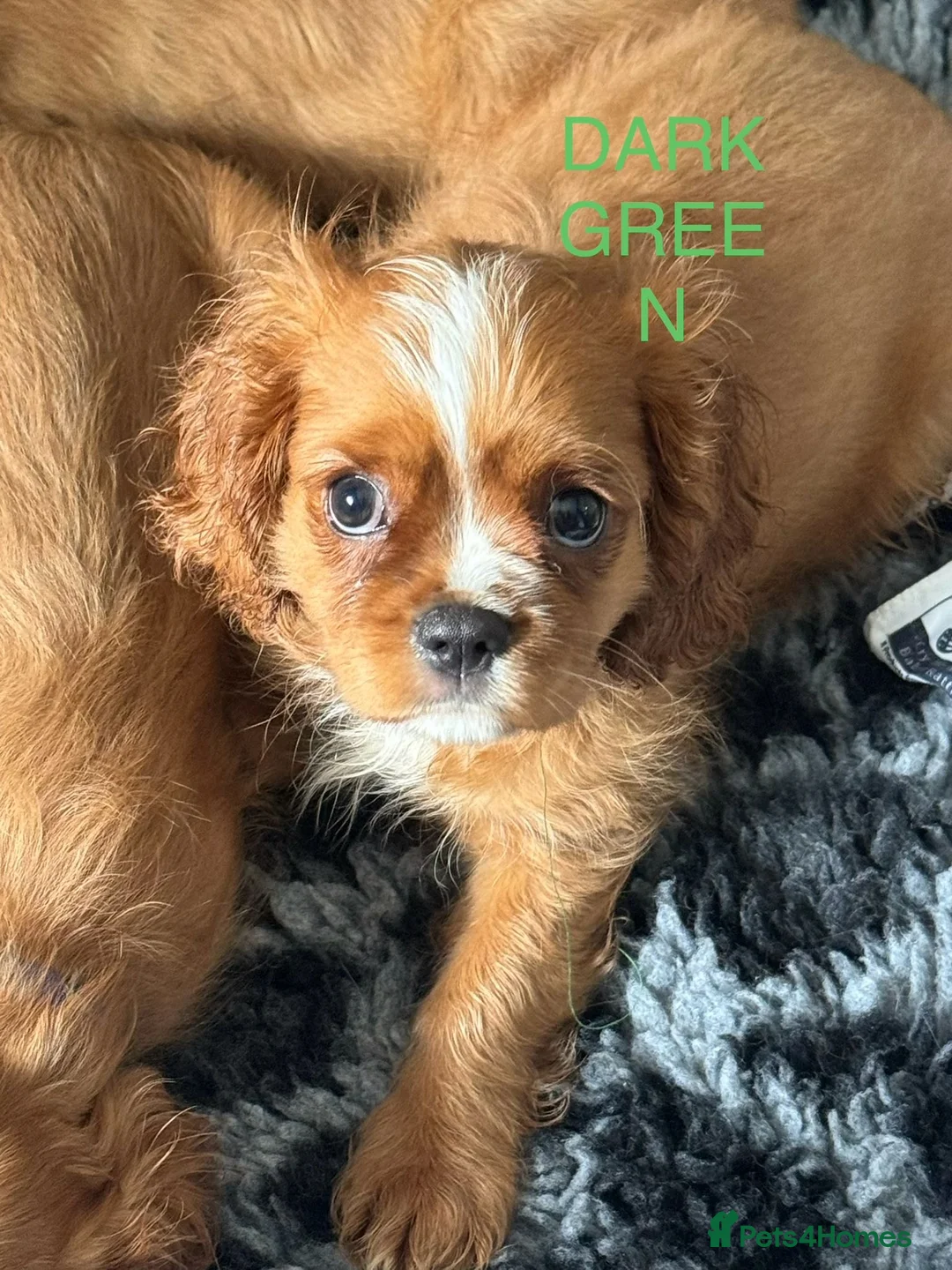 Cavalier King Charles Spaniel dogs for sale: FULLY VACCINATED RUBY CAVS READY NOW  - Advert 7