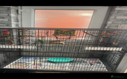 Budgerigars birds for sale: Bonded pair of budgies and cage  in Blackpool - Image 3