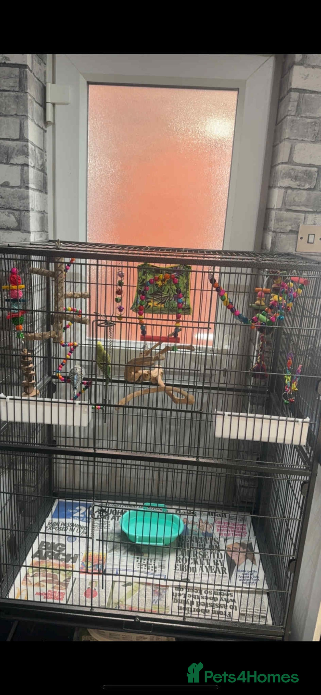 Budgerigars birds for sale: Bonded pair of budgies and cage  in Blackpool - Image 3