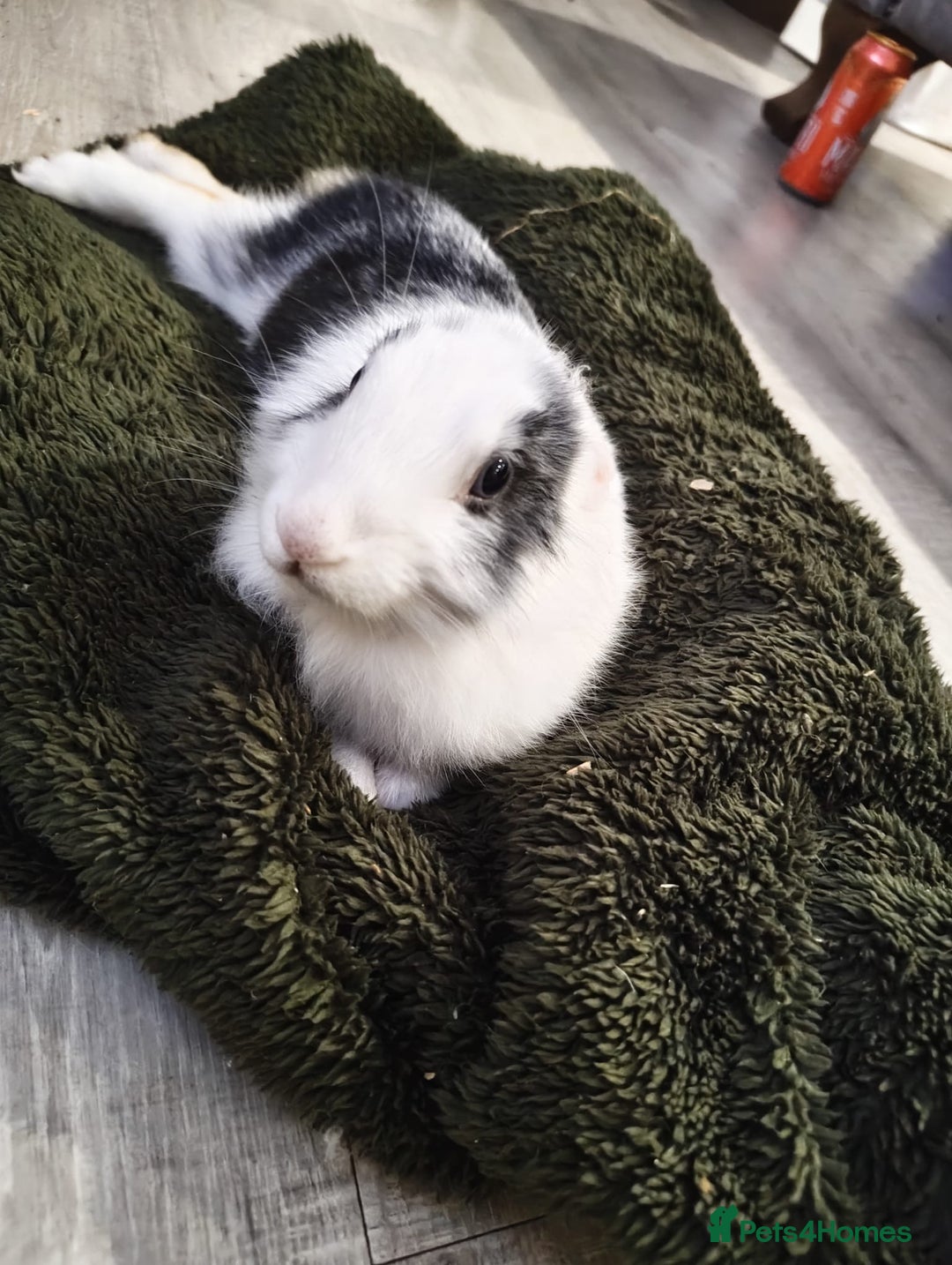 Mixed Breed rabbits for sale: Beautiful hand reared rabbit  - Advert 4