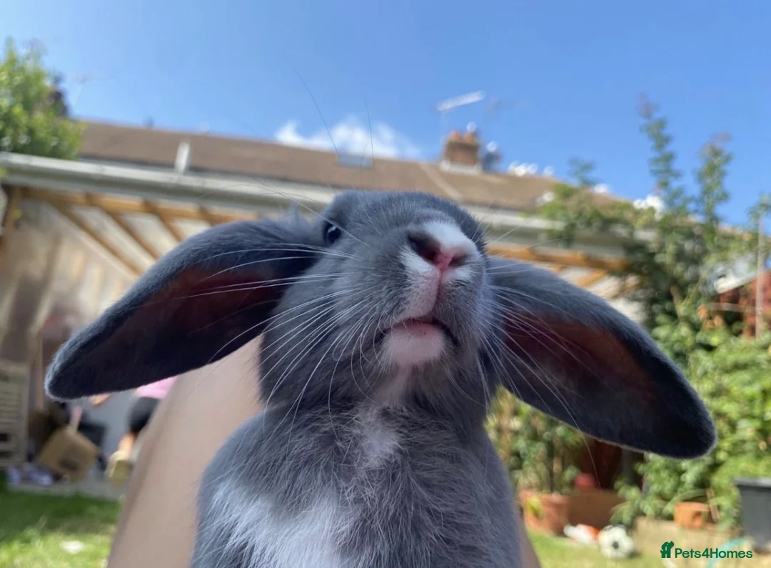 Mixed Breed rabbits for sale: rabbit - Advert 3