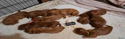 Irish Doodle dogs for sale: 🐾 Beautiful Irishdoodle Puppies - Advert 18