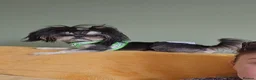 Shih Tzu dogs for stud: Handsome imperial shihtzu *NOW PROVEN* - Advert 7