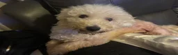 Bichon Frise dogs for sale: Beautiful Bichon Frise girl - Advert 5