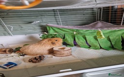 Guinea Pig rodents for sale: Guinea pigs x2 - Image 1