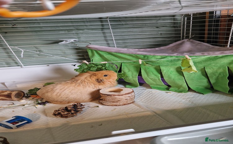 Guinea Pig rodents - Advert 1