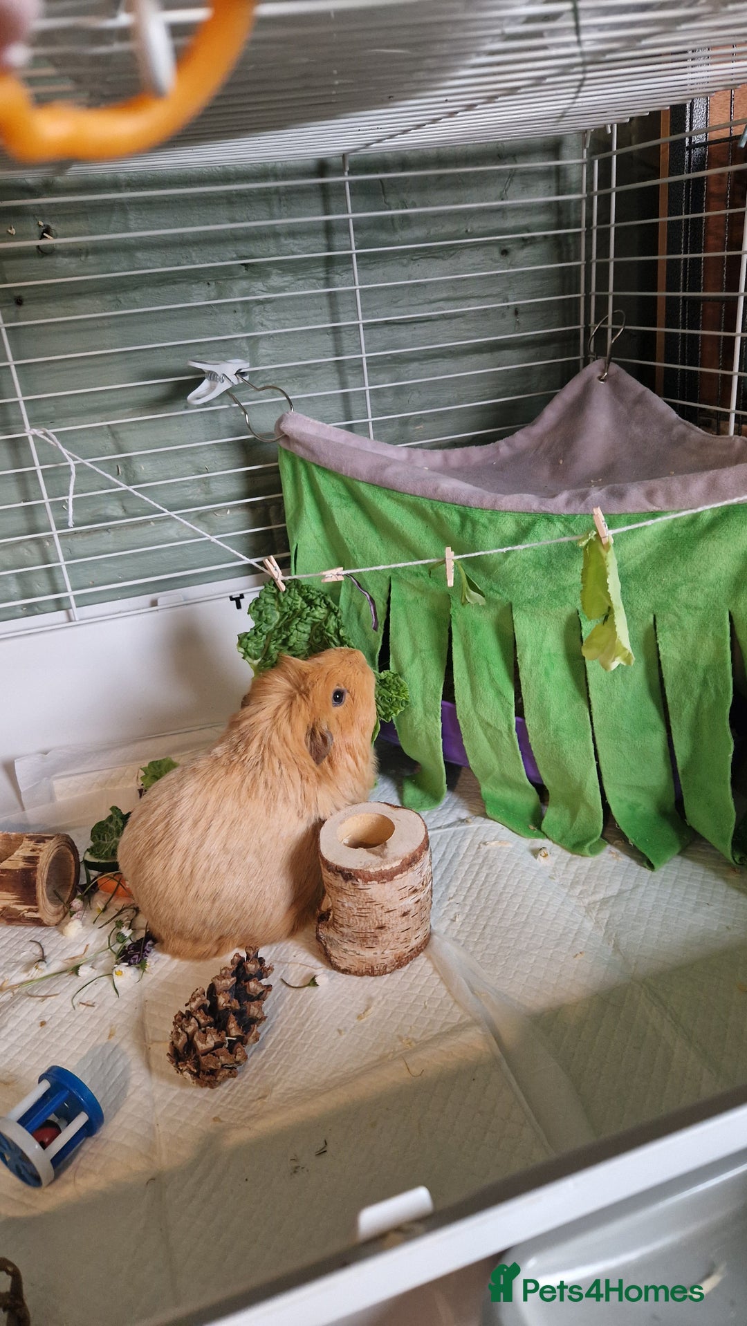 Guinea Pig rodents for sale: Guinea pigs x2 - Image 1