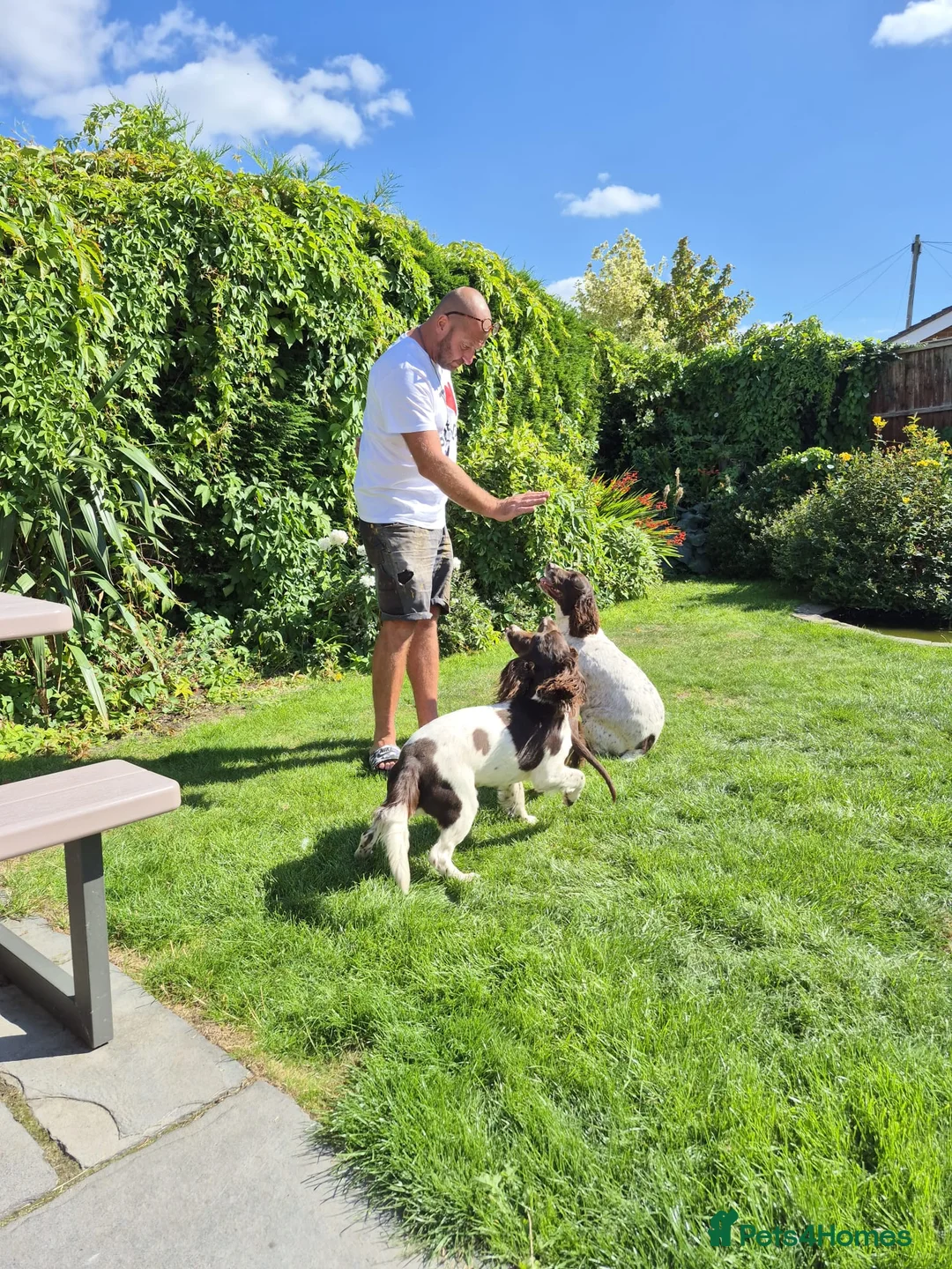 Sprocker dogs for sale: F1 Sprocker Spaniel Puppies 7 Boys & 2 Girls 🐾 - Advert 5