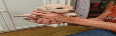 Golden Retriever 1