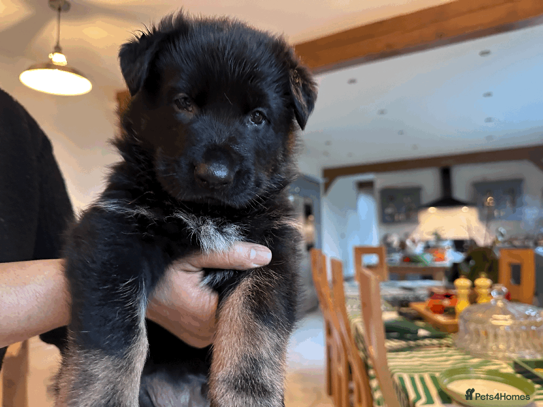 German Shepherd dogs for sale: ONE EXCLUSIVE FEMALE GSD PUP, HOME RARED AND BRED. - Advert 38