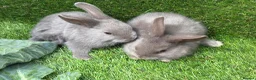 Mixed Breed rabbits for sale: Gorgeous grey bunnies  - Advert 3