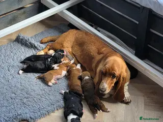 Basset Hound dogs Outstanding KC Registered Basset Hound Puppies - Advert 10