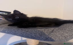 British Longhair cats for sale: 1 long fur polydactyl male kitten  - Image 5