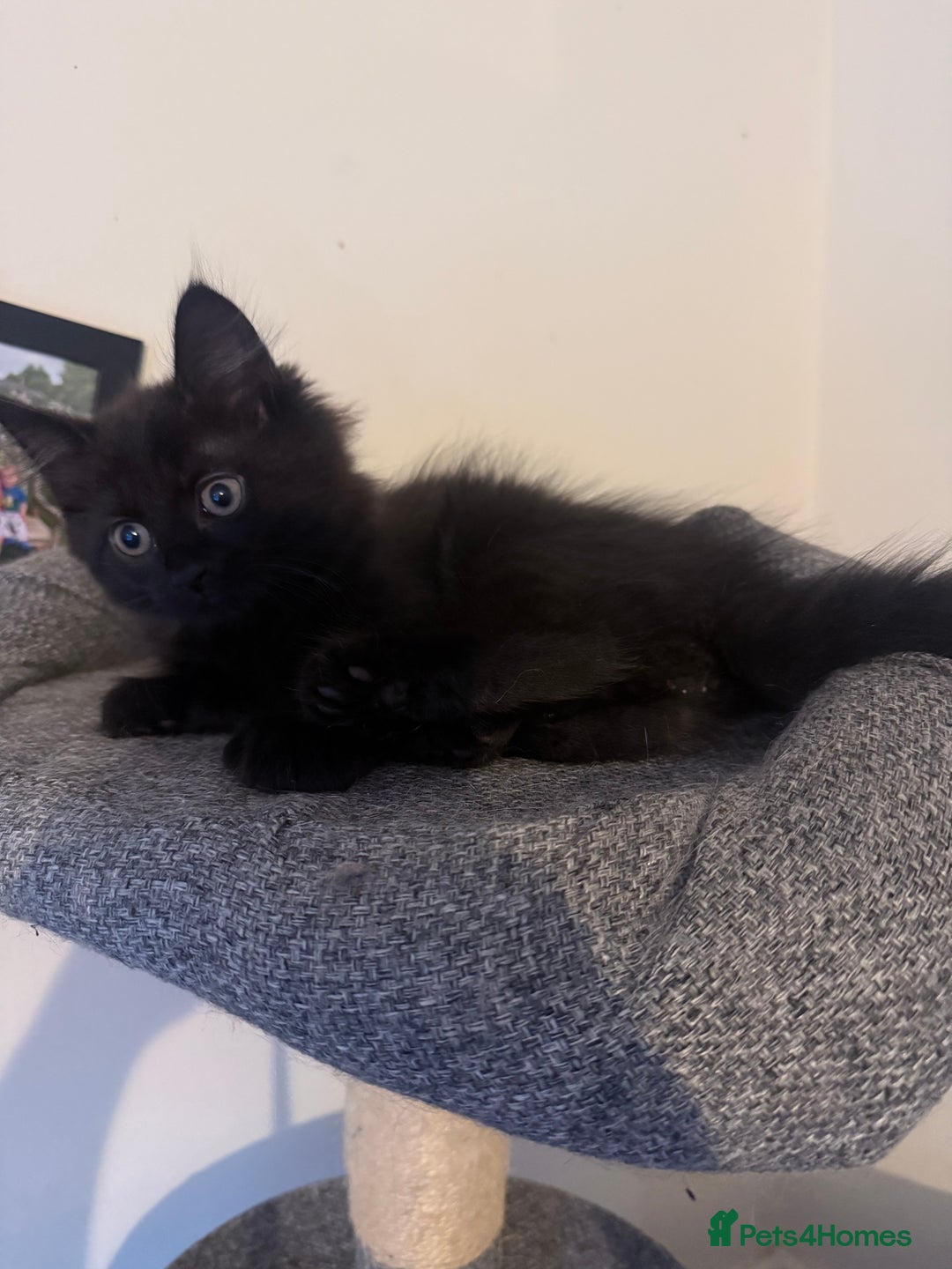 British Longhair cats for sale: 1 long fur polydactyl male kitten  - Image 5