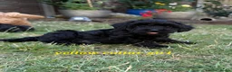 Cockapoo dogs for sale: Stunning Cockapoo Puppies - Advert 9